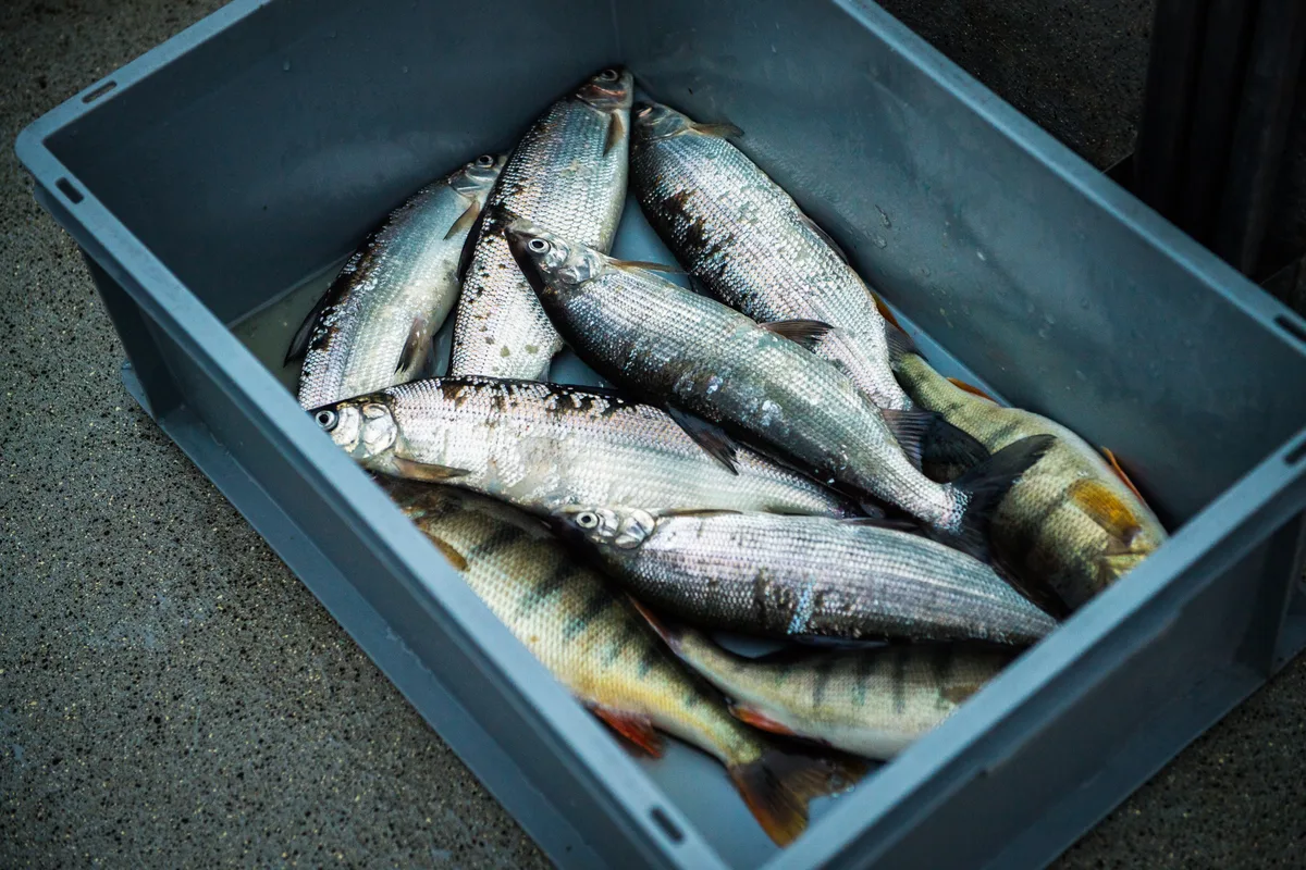 Die Felche gilt als «Brotfisch» für einen Berufsfischer auf dem Greifensee. (Archiv) Felchen in einer Kiste.